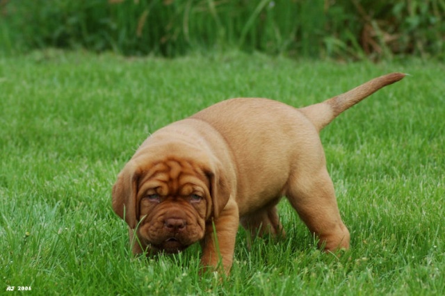 Pup in gras5.jpg